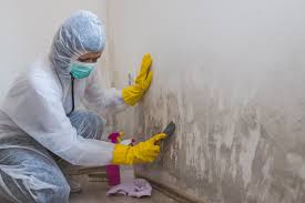 Environmental Consulting for Mold Prevention in Port Byron, IL